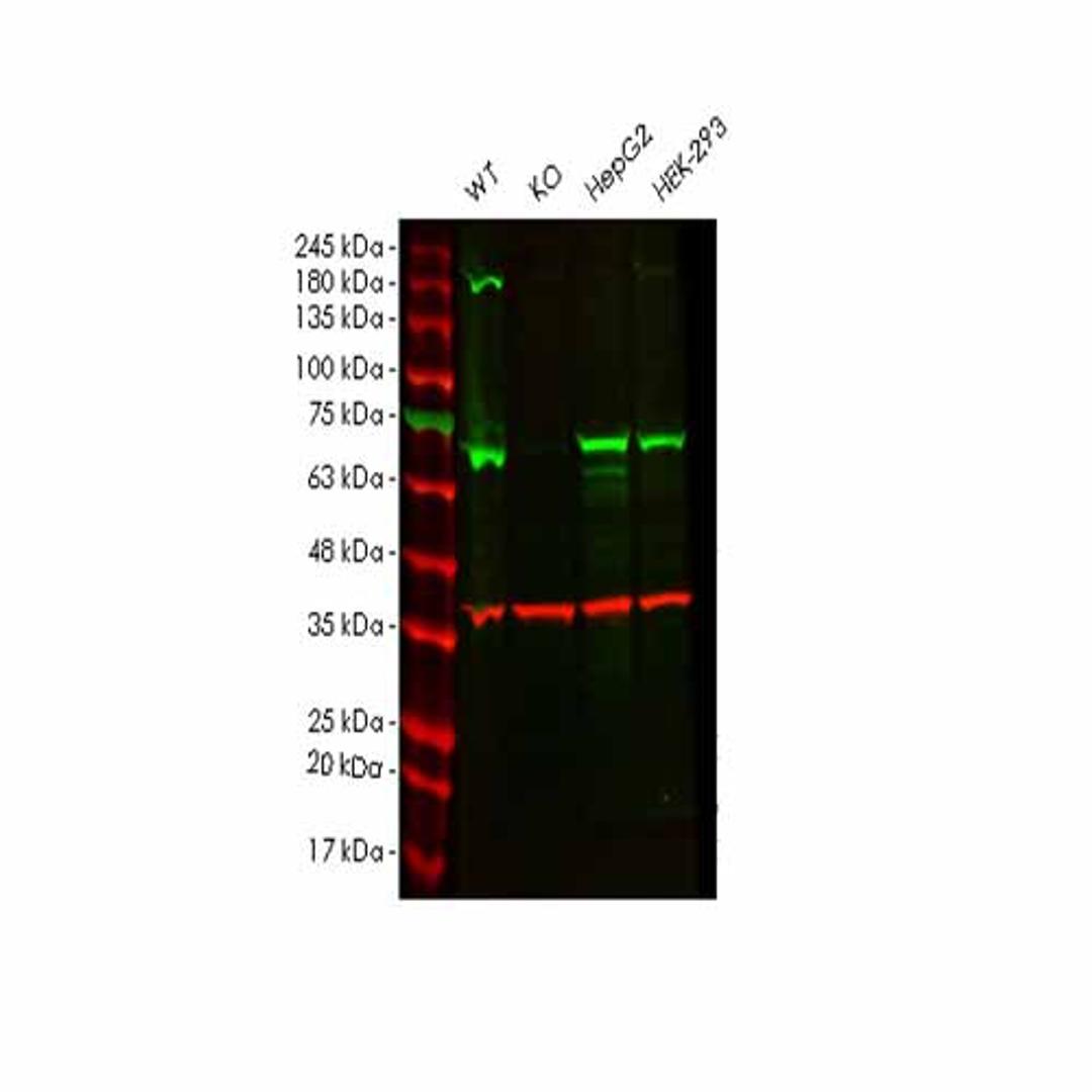 Human ALAS1 knockout HEK293T cell line - Abcam plc - Life Sciences