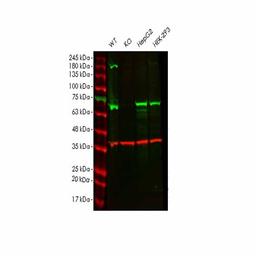 Human ALAS1 knockout HEK293T cell line - Abcam plc - Life Sciences