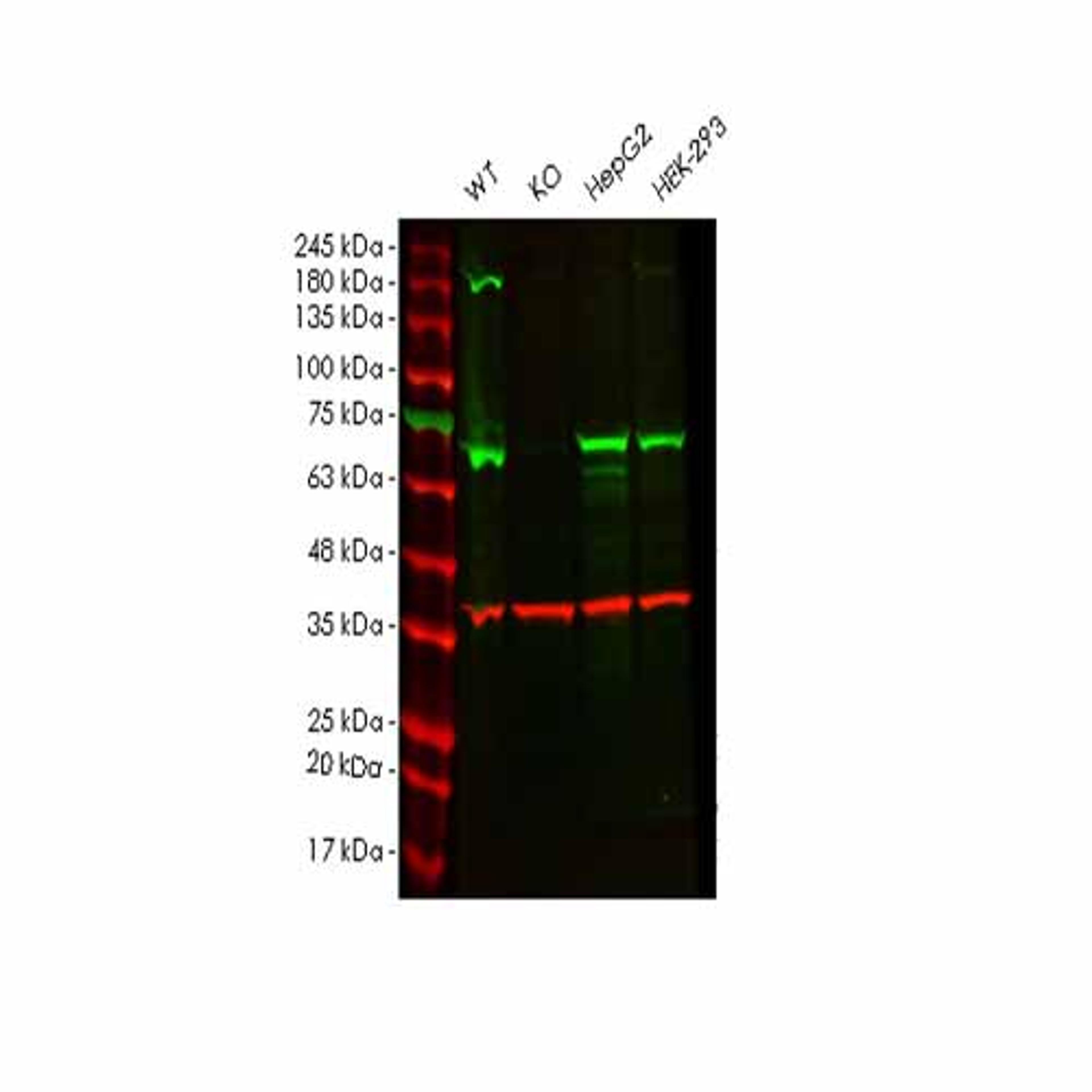 Human ALAS1 knockout HEK293T cell line - Abcam plc - Life Sciences