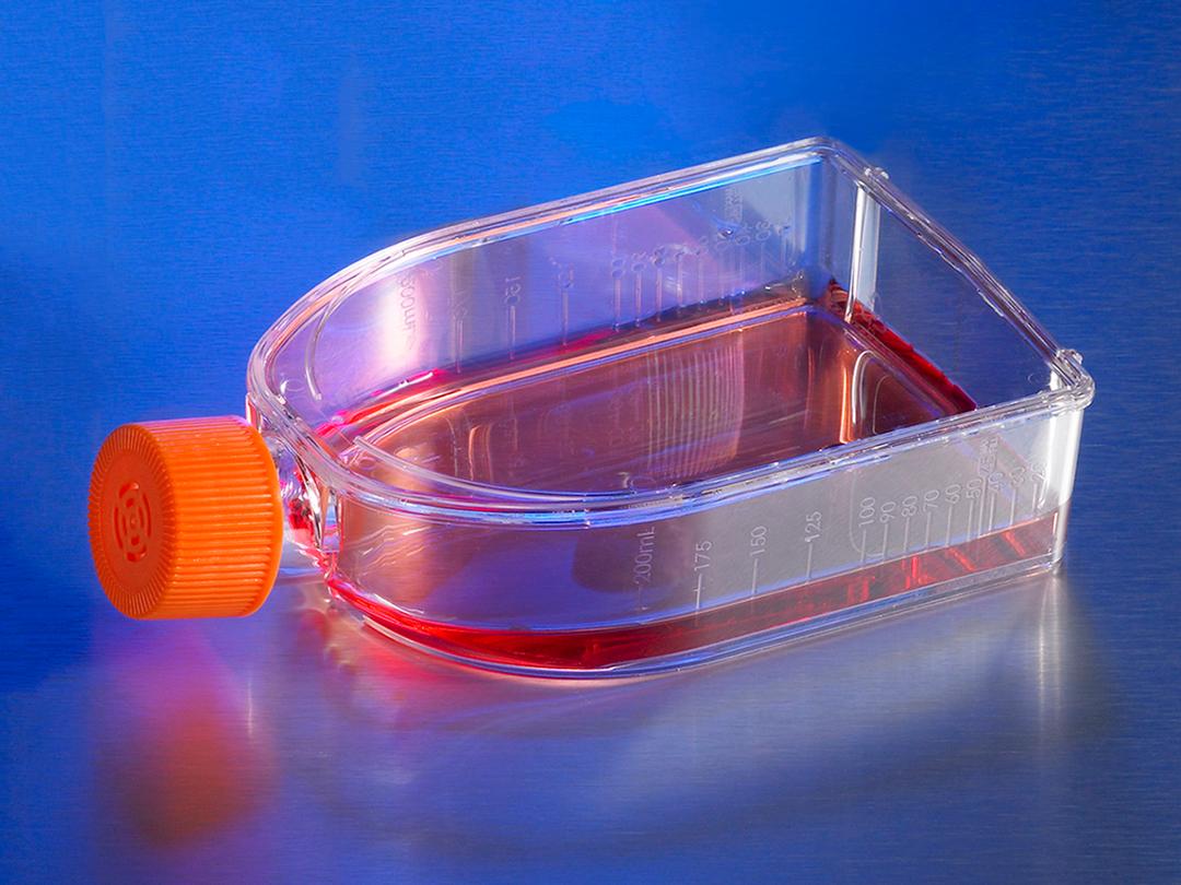 Corning® Ultra-Low Attachment 75cm² U-Flask Canted Neck Cell Culture Flask with Vent Cap - Corning Life Sciences - Life Sciences