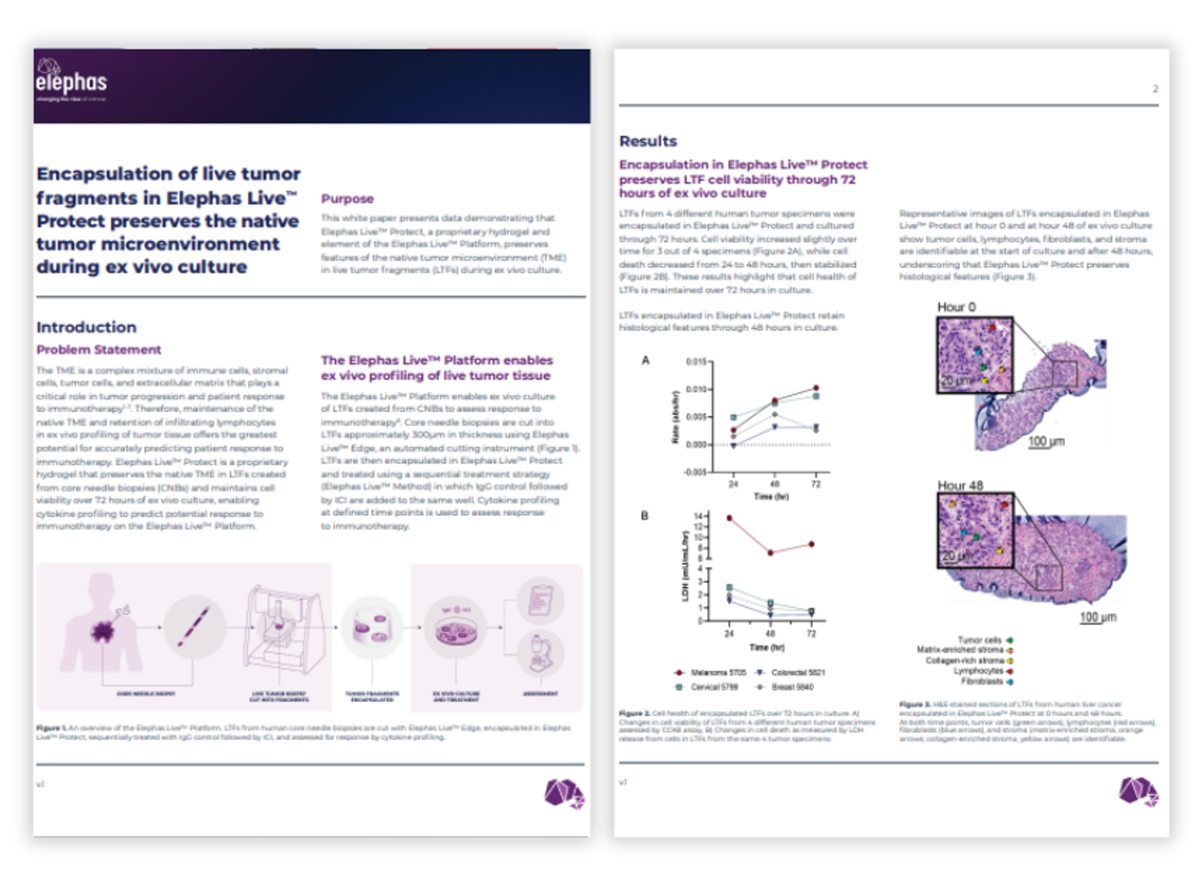 Encapsulation of live tumor fragments in Elephas Live Protect preserves the native tumor microenvironment during ex vivo culture