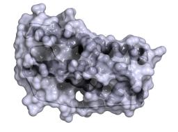 Transforming Growth Factor beta (TGF-β)