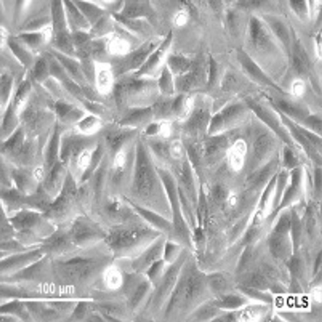 SaOS-2 - Cell Lines Service GmbH - Life Sciences