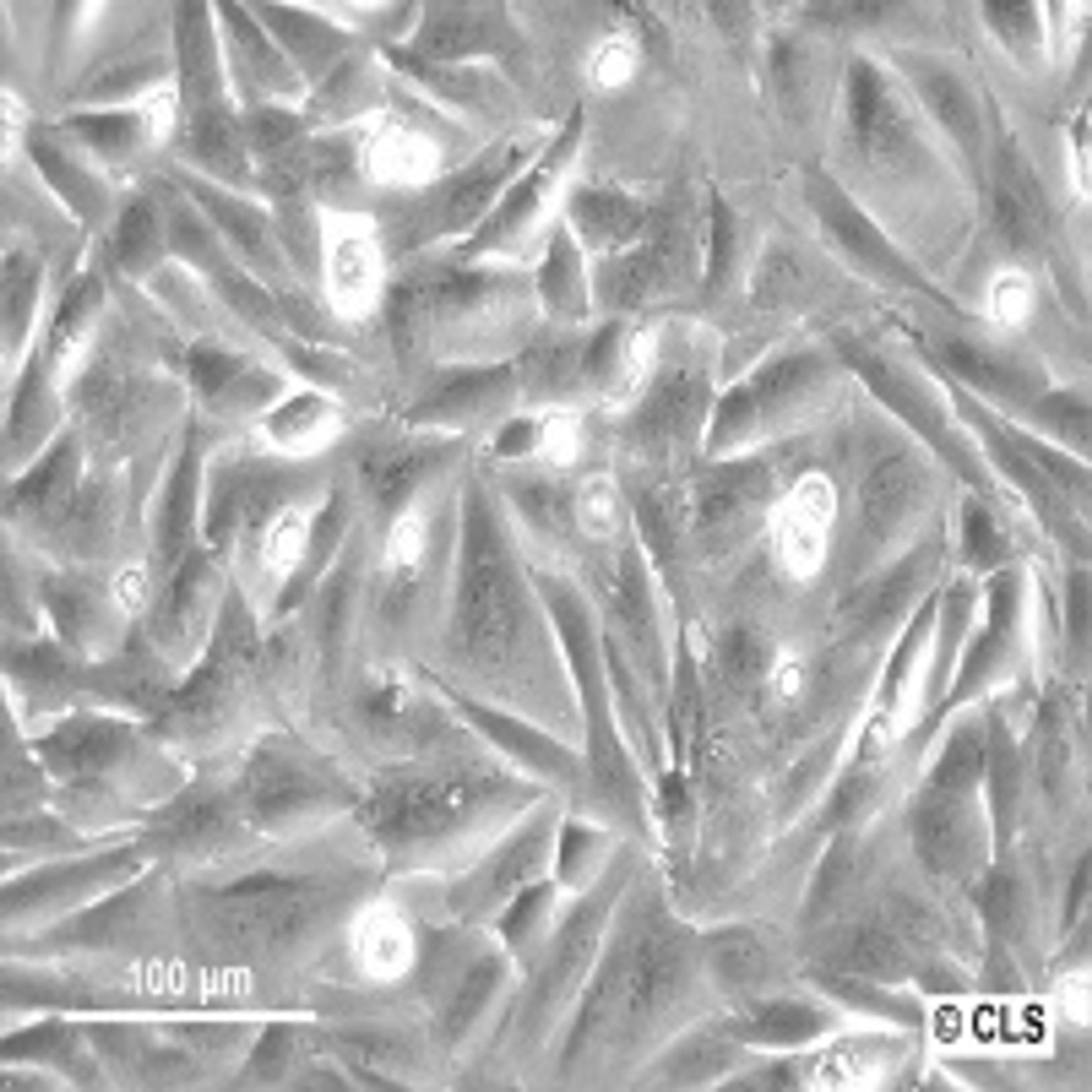 SaOS-2 - Cell Lines Service GmbH - Life Sciences