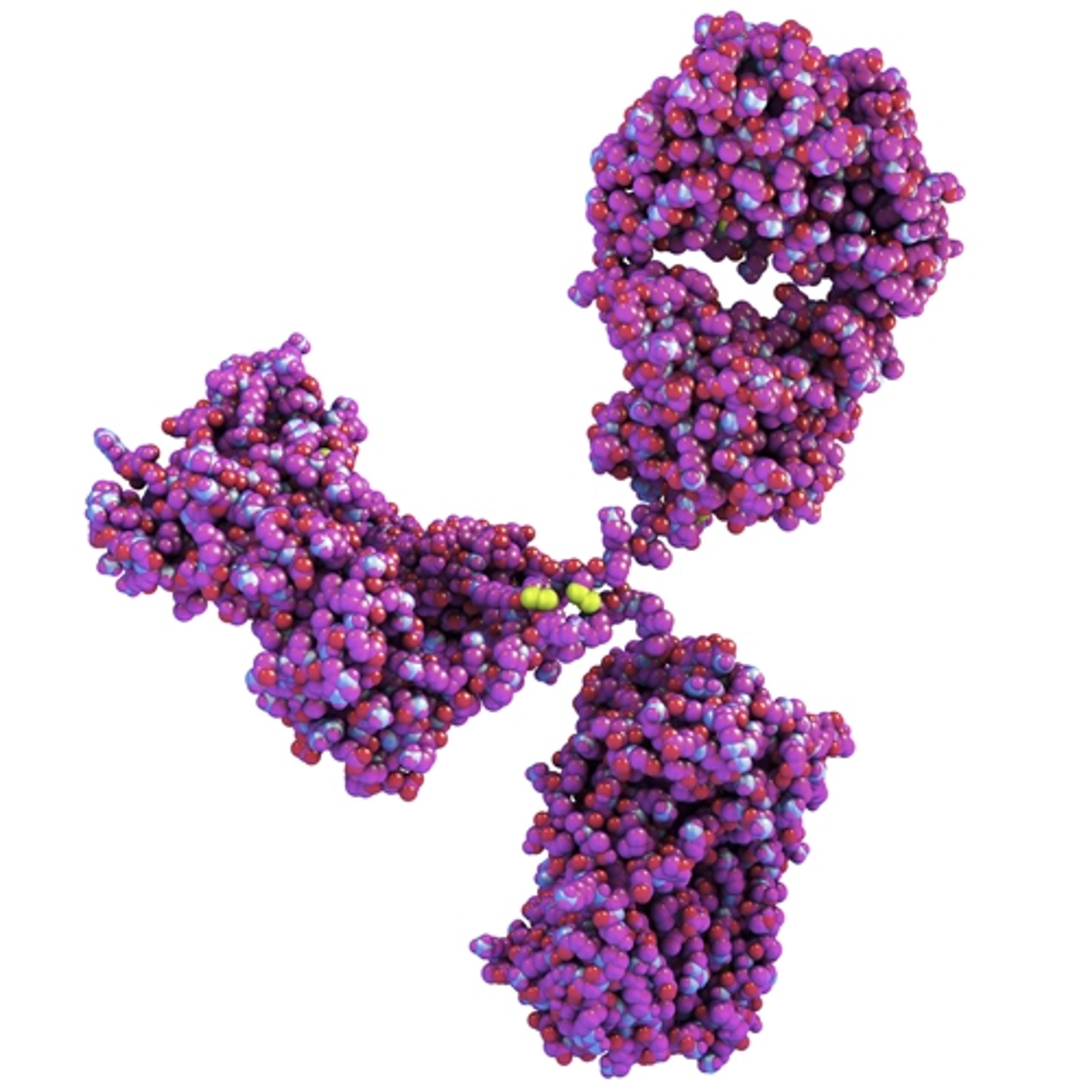 Mouse monoclonal antibody specific for SARS Coronavirus nucleoprotein (3851) - The Native Antigen Company - Life Sciences