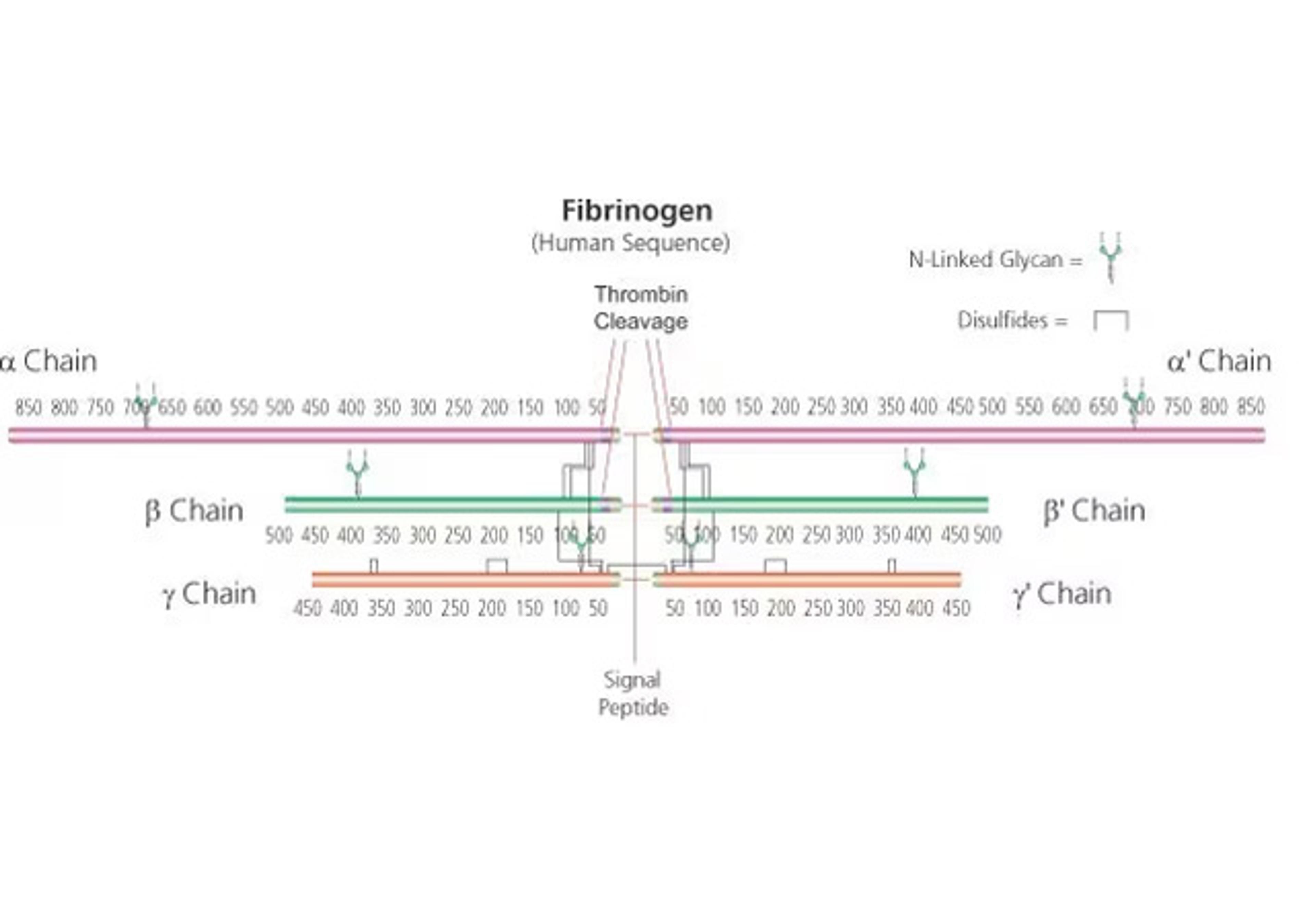 Fibrinogen Type I-S: From Bovine Plasma - Merck - Clinical Diagnostics