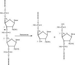 Benzonase® Nuclease, ultrapure - Merck KGaA, Darmstadt, Germany - Life Sciences