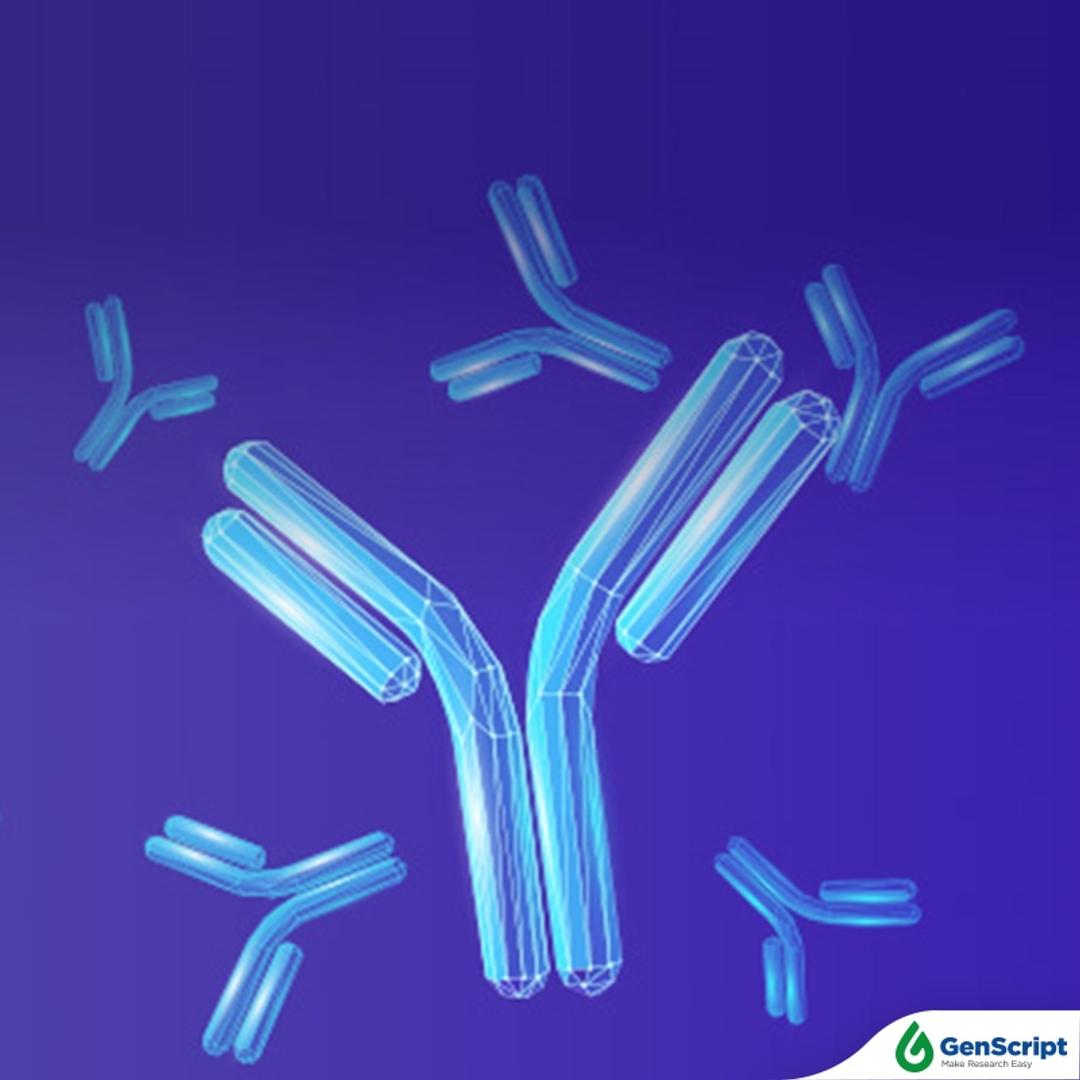 Polyclonal Antibody Services - GenScript - Life Sciences