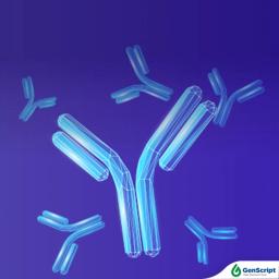 Polyclonal Antibody Services - GenScript - Life Sciences