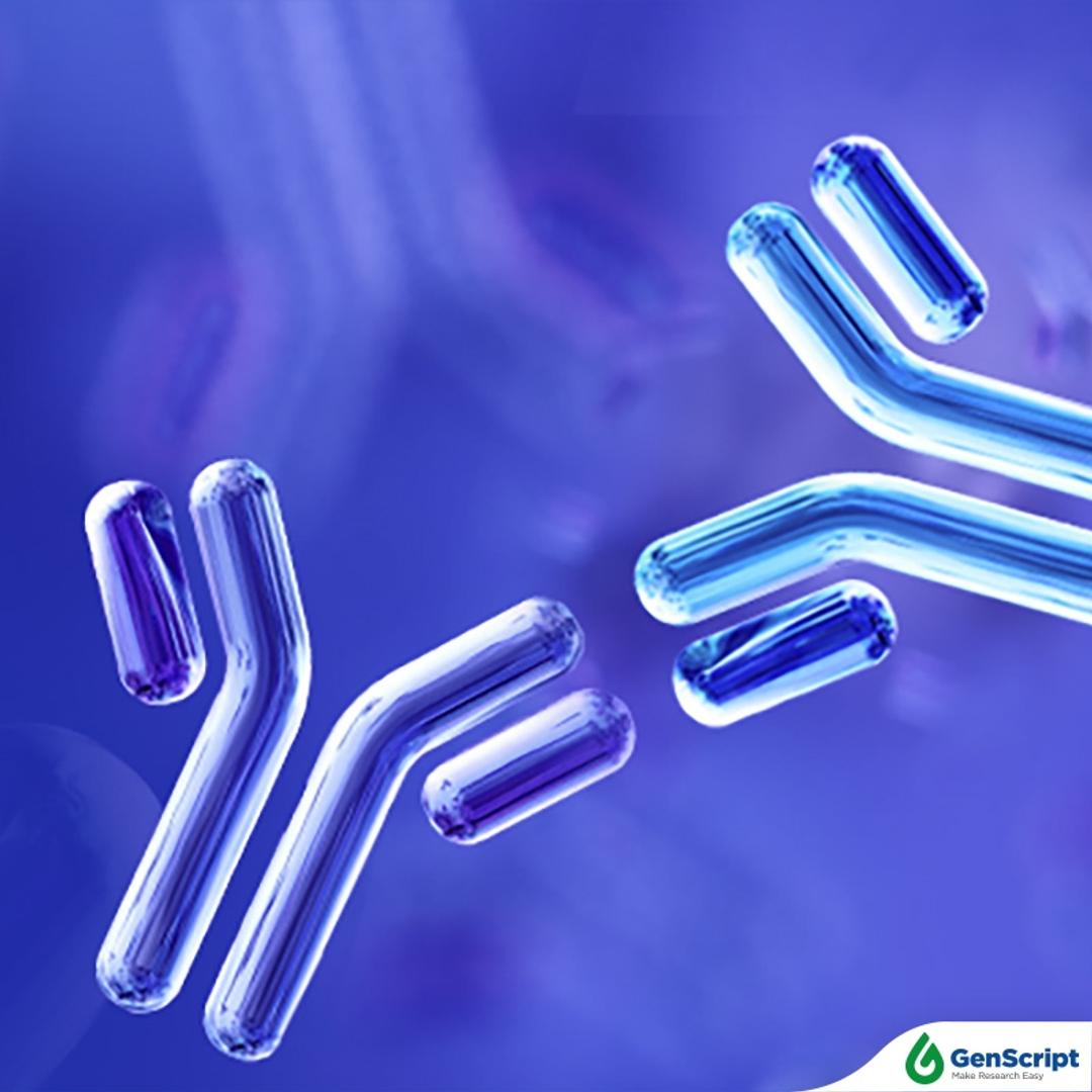 Anti-idiotype Antibody Services - GenScript - Life Sciences