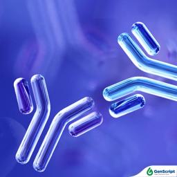 Anti-idiotype Antibody Services - GenScript - Life Sciences