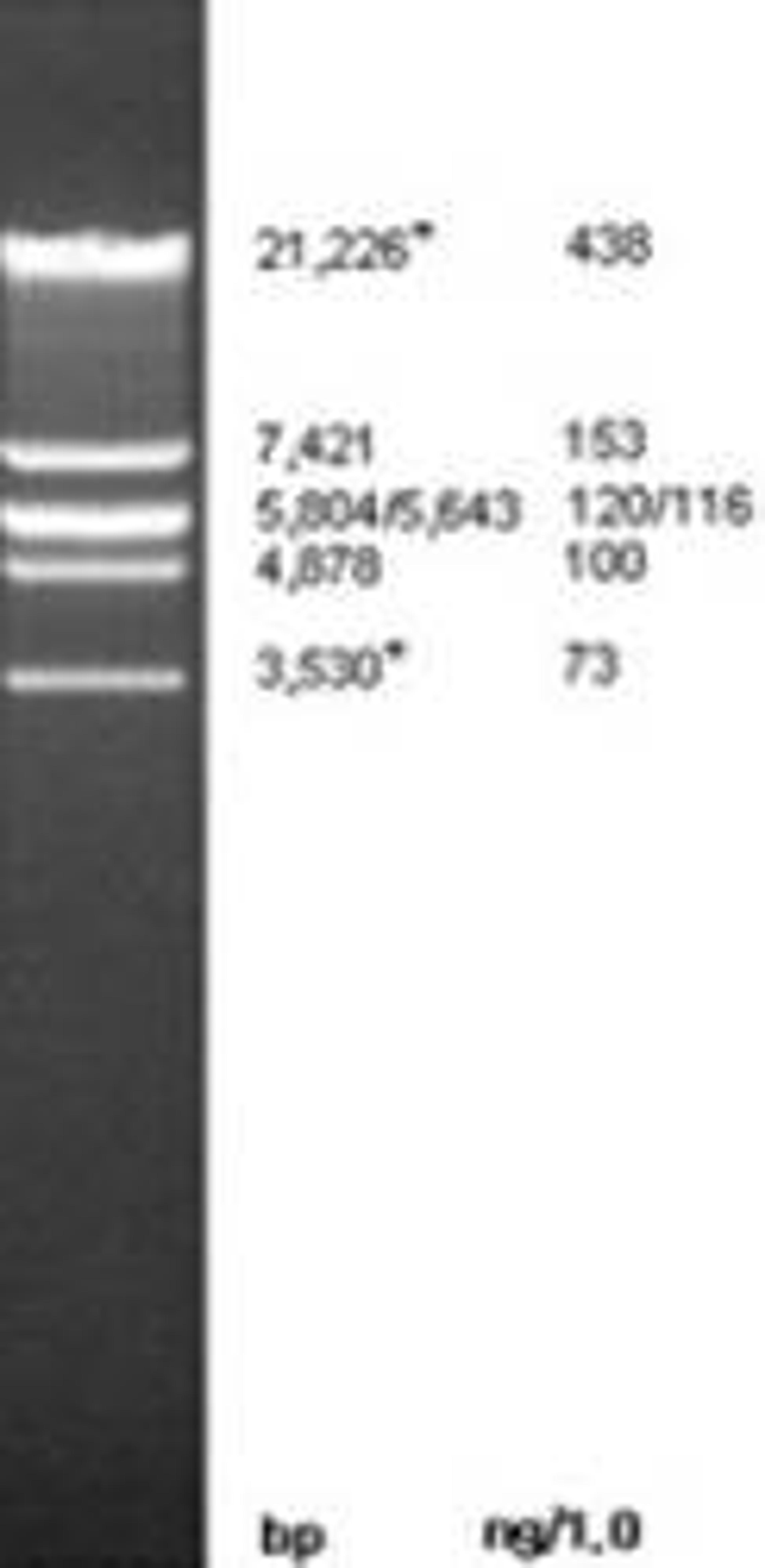 Lambda DNA/EcoRI Marker, 3,530 - 21,226 bp, 500 µl (0.2 ug/µl) - Bioneer - Life Sciences