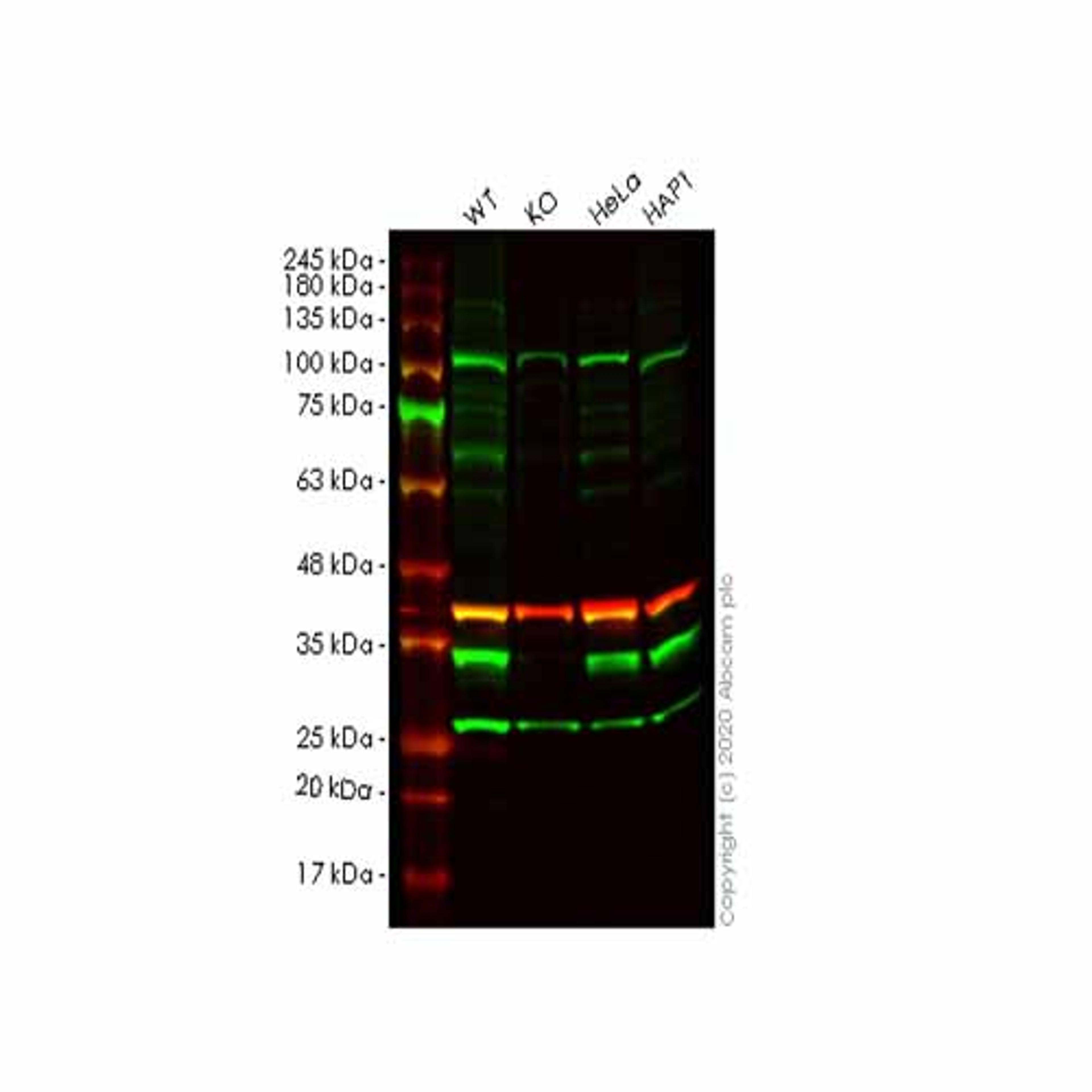 Human COPS7B (CSN7b) knockout HEK293T cell line - Abcam plc - Life Sciences