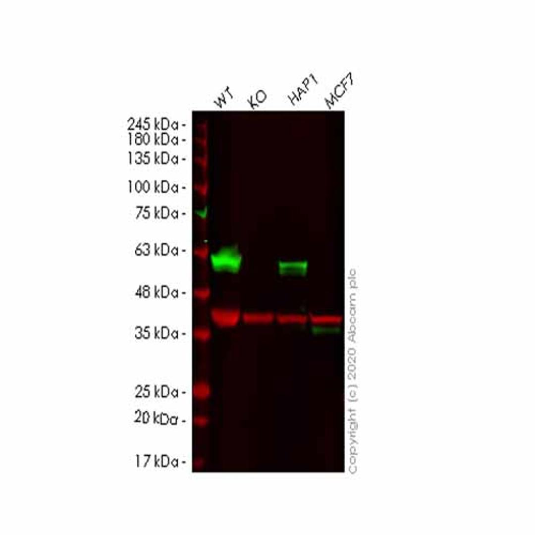 Human TFG (TRK fused gene) knockout HeLa cell line - Abcam plc - Life Sciences