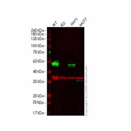 Human TFG (TRK fused gene) knockout HeLa cell line - Abcam plc - Life Sciences