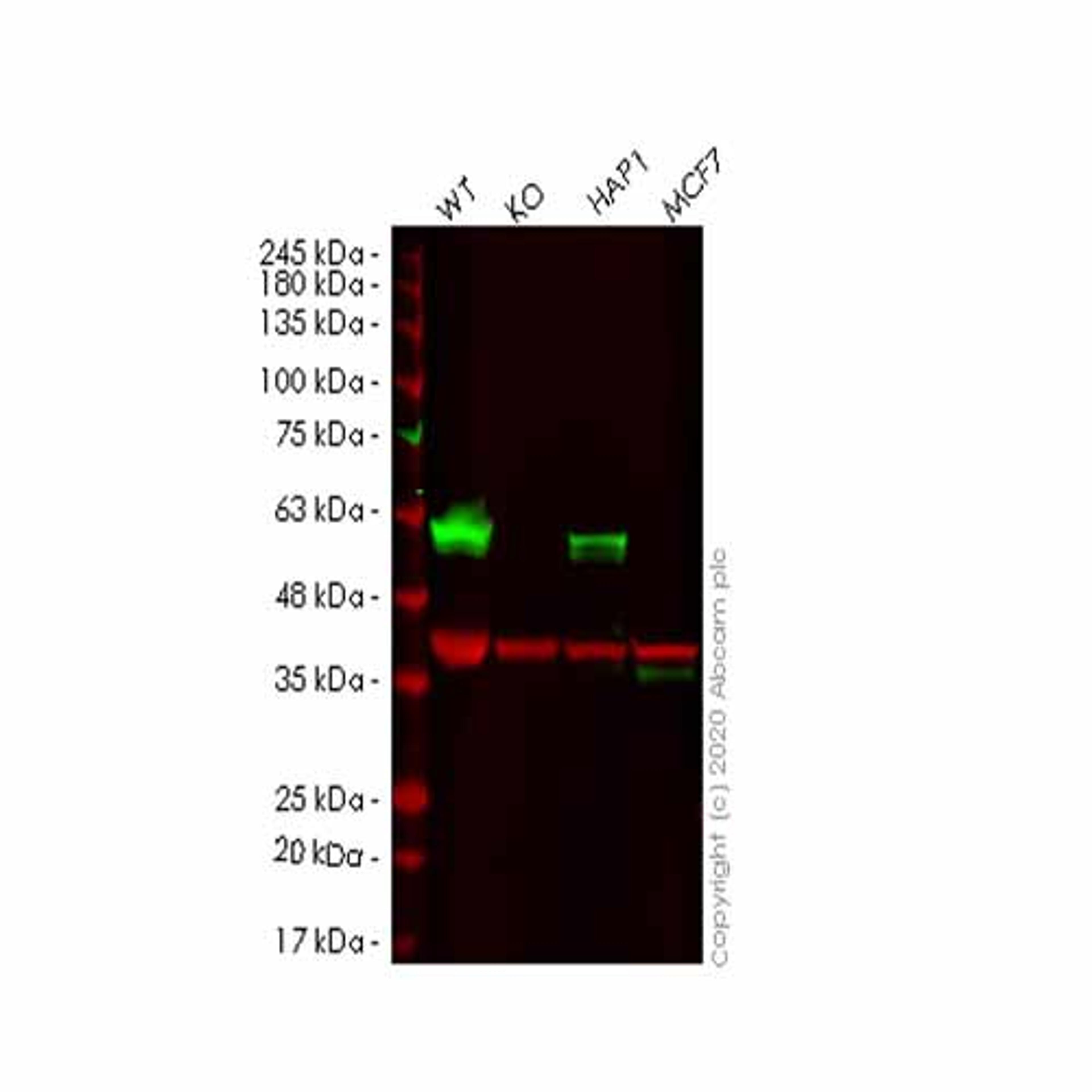 Human TFG (TRK fused gene) knockout HeLa cell line - Abcam plc - Life Sciences
