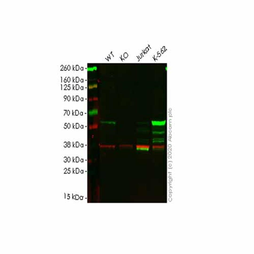 Human MPP1 knockout HEK293T cell line - Abcam plc - Life Sciences