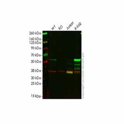 Human MPP1 knockout HEK293T cell line - Abcam plc - Life Sciences