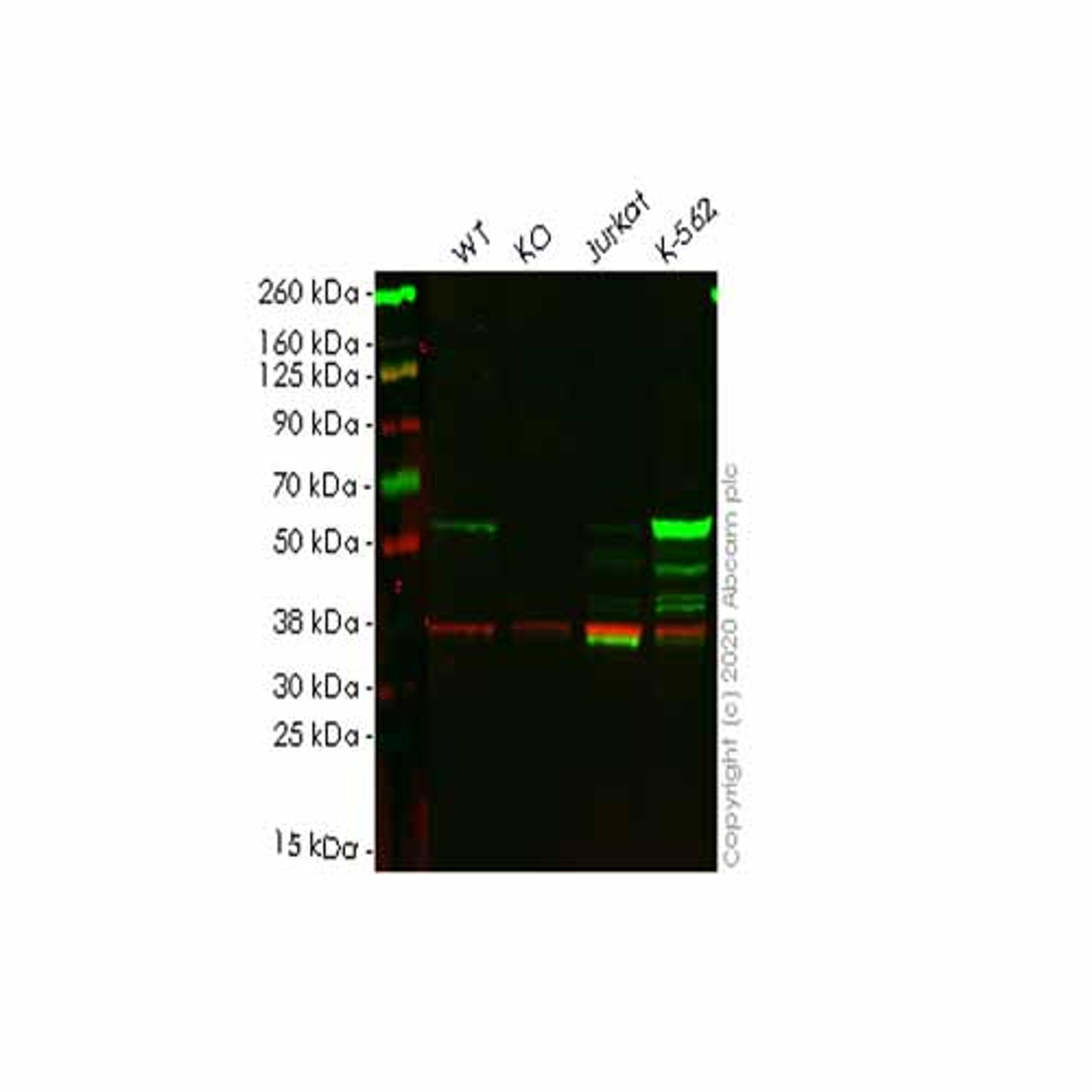 Human MPP1 knockout HEK293T cell line - Abcam plc - Life Sciences
