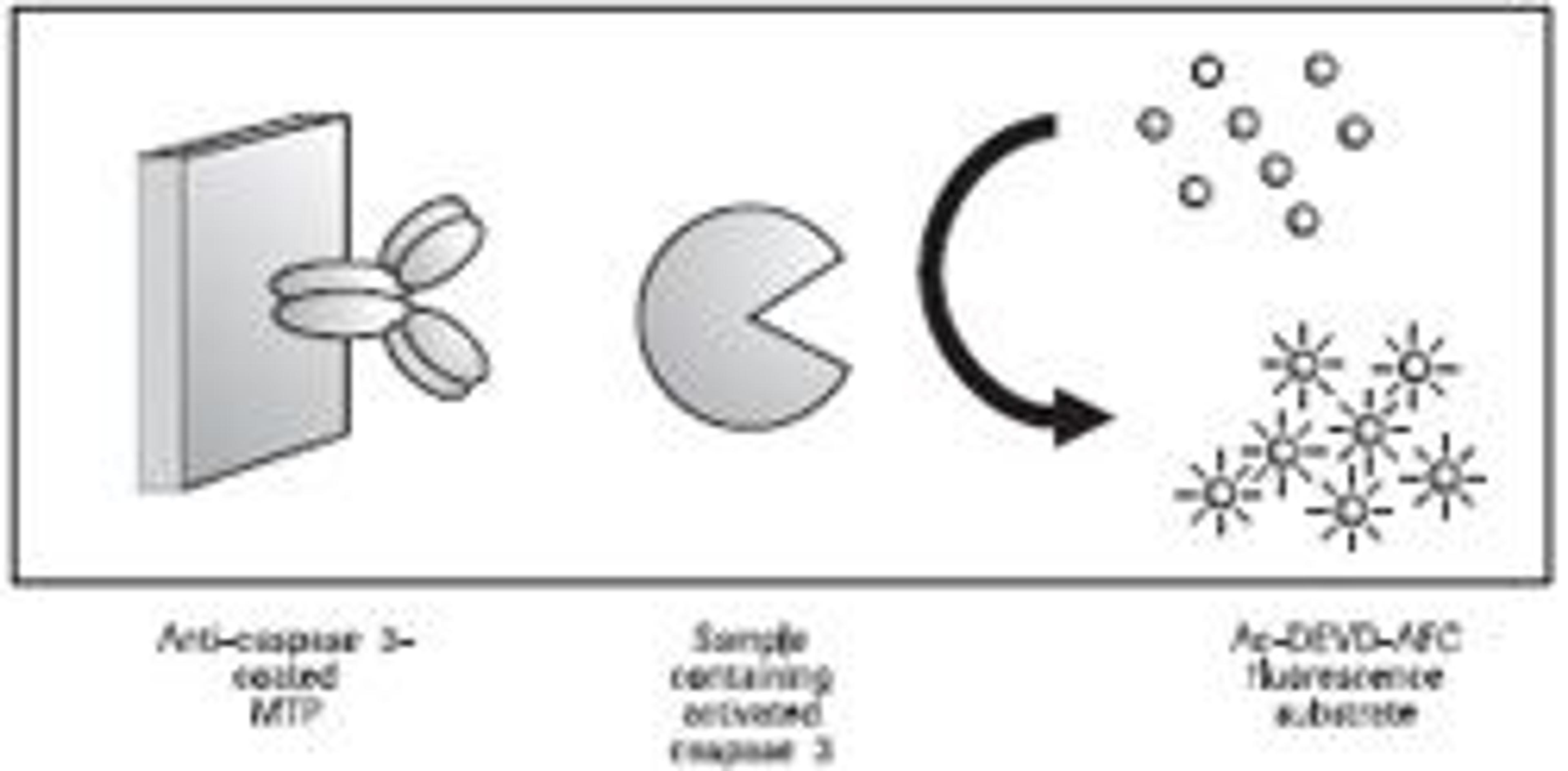 Caspase 3 Activity Assay - null - Life Sciences