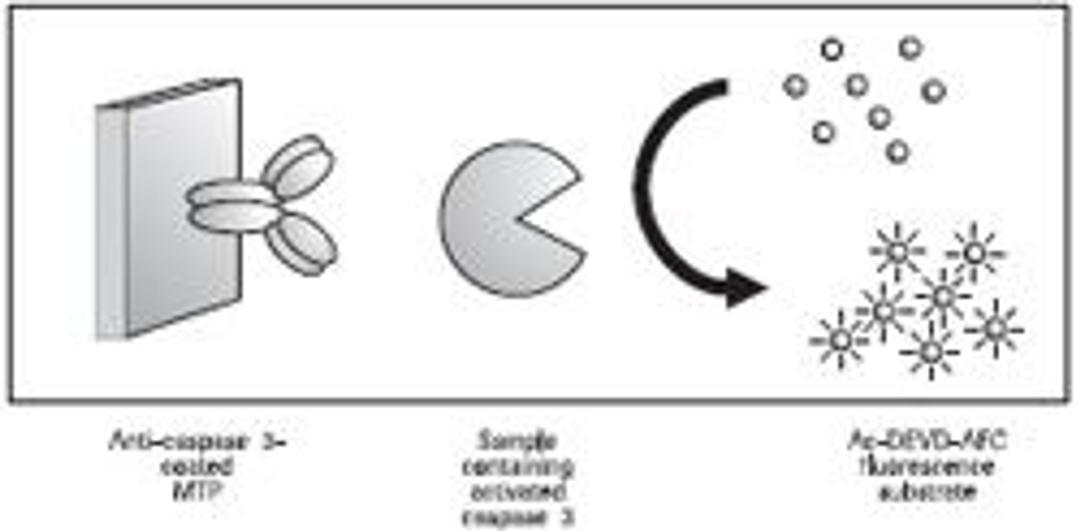 Caspase 3 Activity Assay - null - Life Sciences