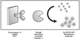 Caspase 3 Activity Assay - null - Life Sciences