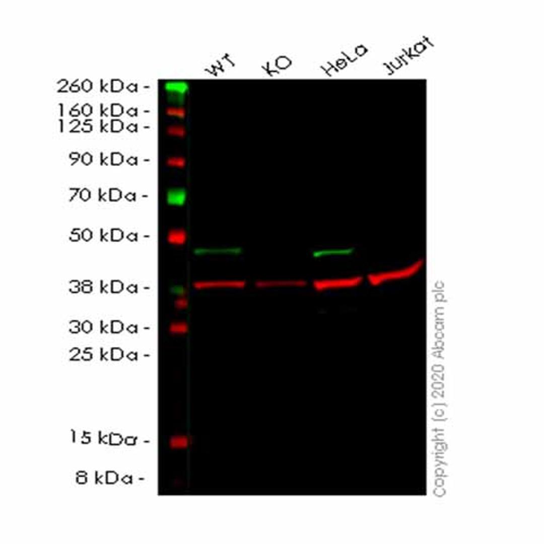 Human NDRG1 knockout HEK293T cell line - Abcam plc - Life Sciences