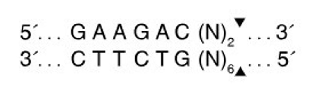 BbsI-HF® - New England Biolabs Inc. - Life Sciences