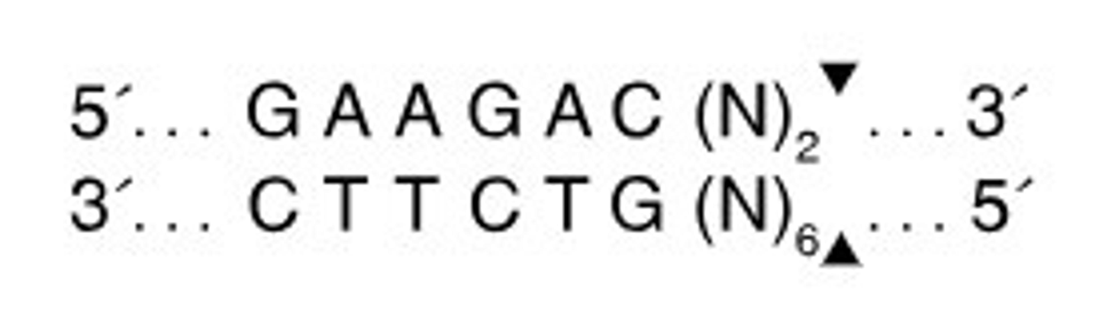 BbsI-HF® - New England Biolabs Inc. - Life Sciences