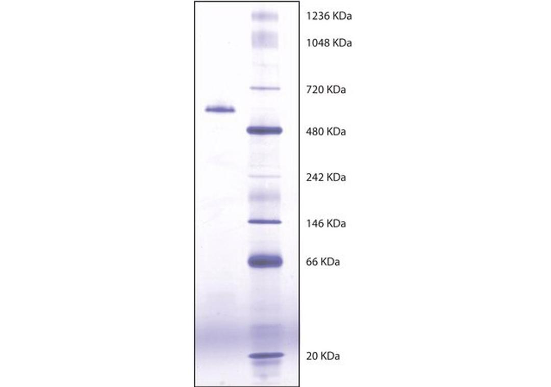 Butyrylcholinesterase from equine serum - Merck - General Lab