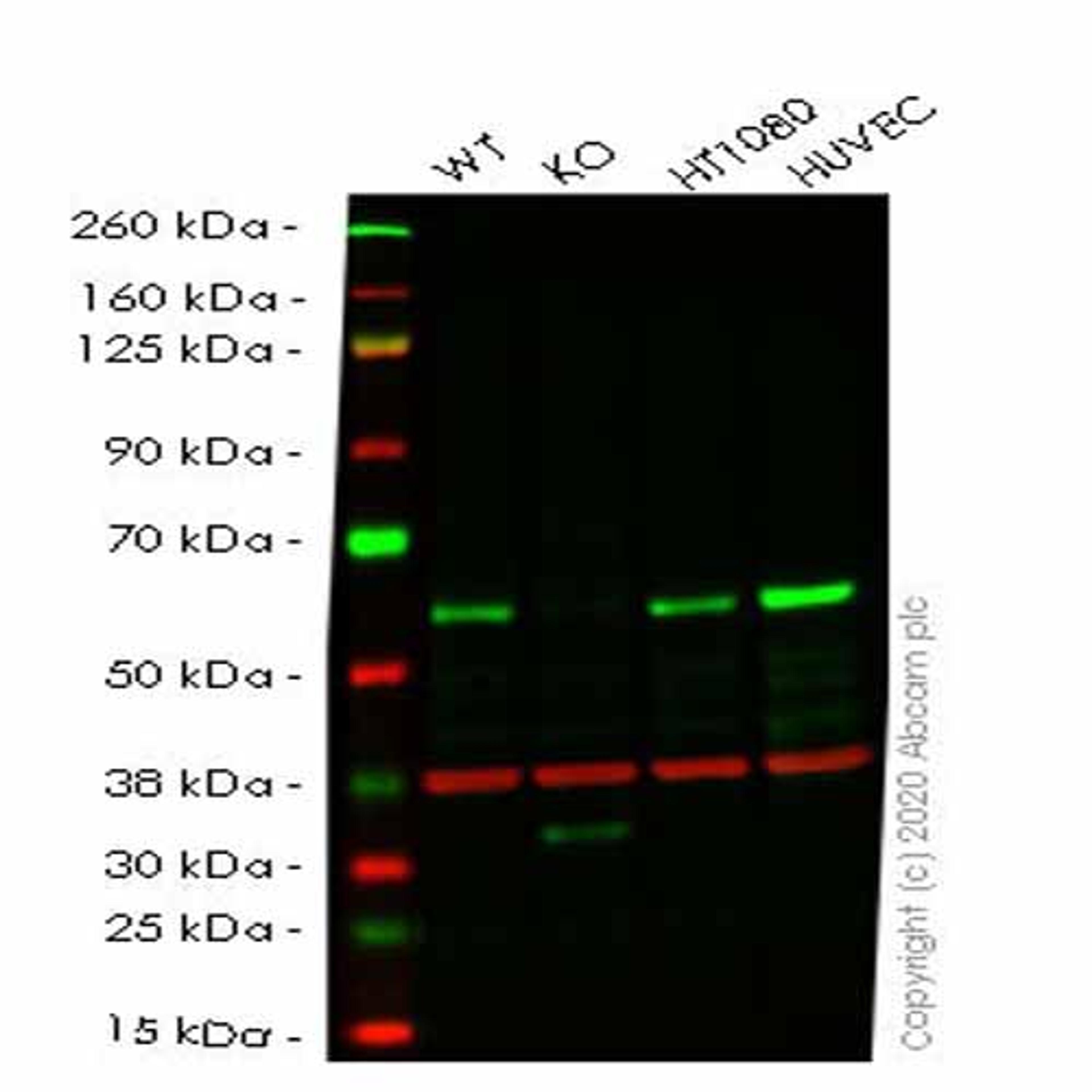 Human SMAD1 knockout HeLa cell line - Abcam plc - Life Sciences