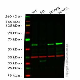 Human SMAD1 knockout HeLa cell line - Abcam plc - Life Sciences