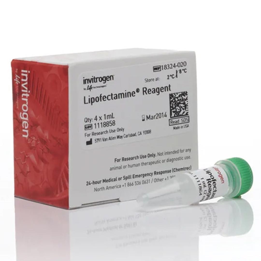 Lipofectamine™ Transfection Reagent - Thermo Fisher Scientific