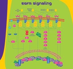 hEGF - Merck KGaA, Darmstadt, Germany - Life Sciences