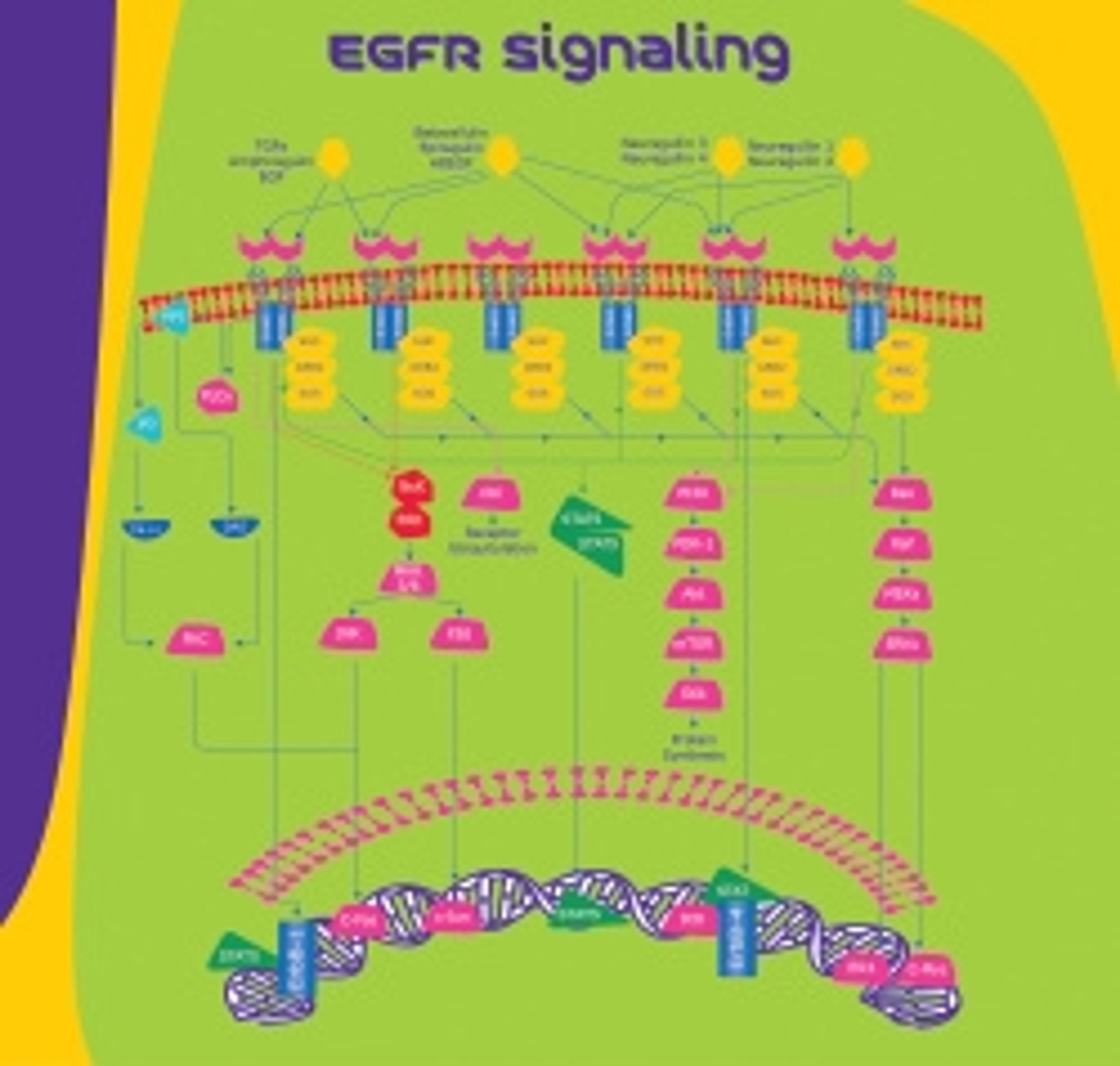 hEGF - Merck KGaA, Darmstadt, Germany - Life Sciences