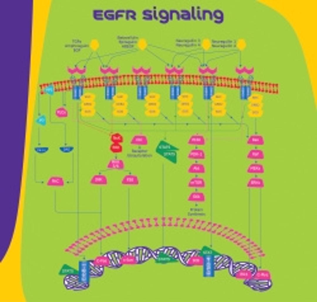 hEGF - Merck KGaA, Darmstadt, Germany - Life Sciences
