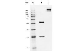 Anti-IFNAR Recombinant Antibody (TAB-722)