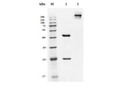 Anti-IFNAR Recombinant Antibody (TAB-722)