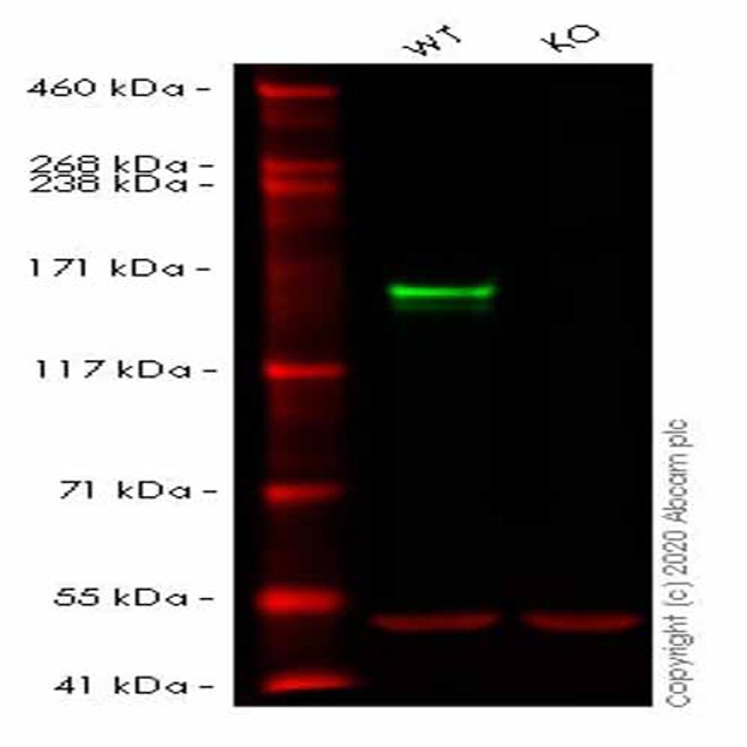 Human DIAPH1 knockout HEK293T cell line - Abcam plc - Life Sciences