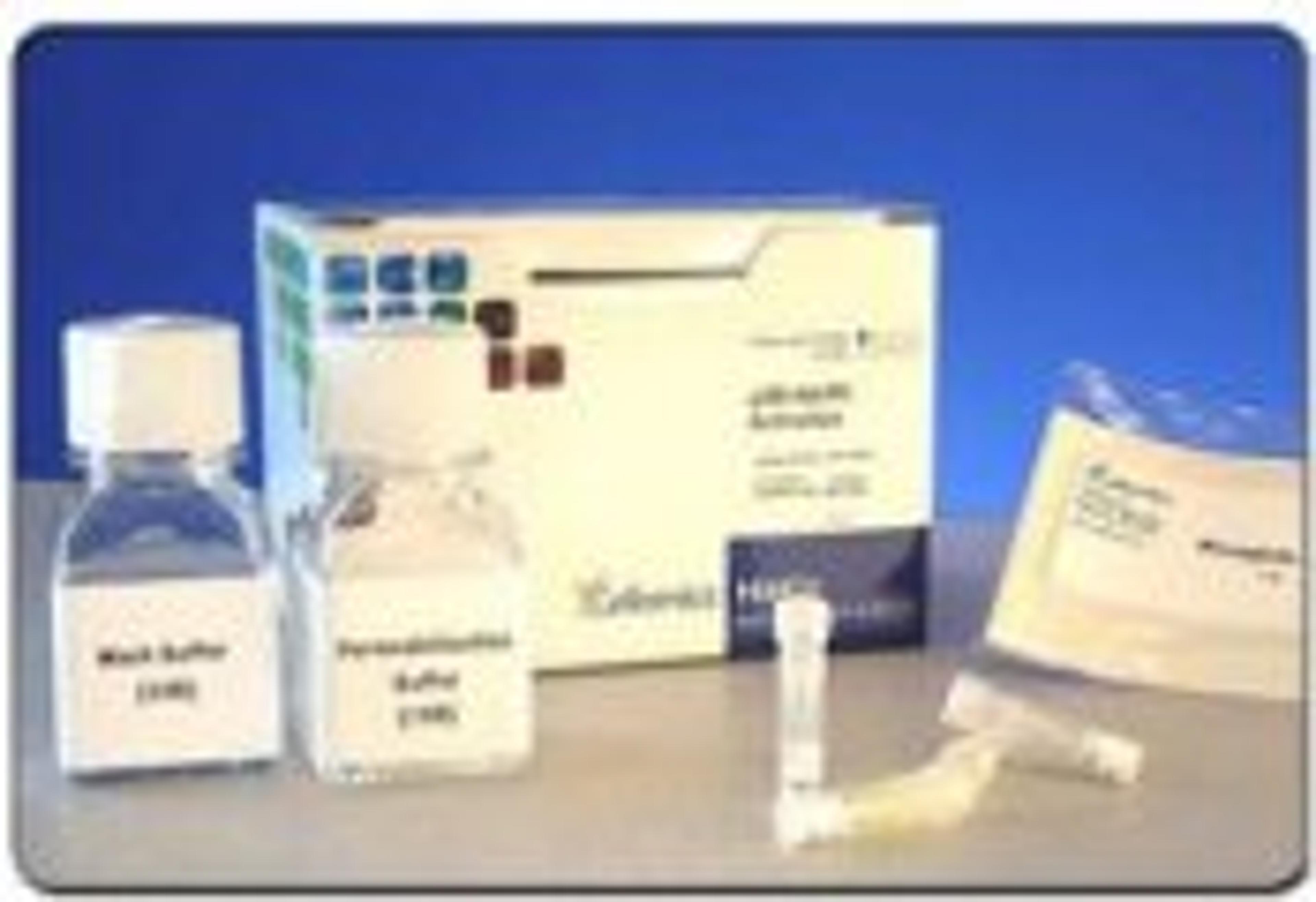 HitKit® HCS Reagent Kit for p38 MAPK Activation - null