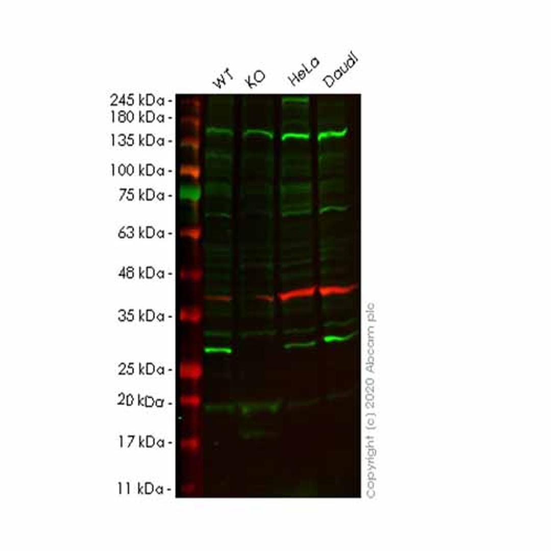 Human GSTK1 knockout HEK293T cell line - Abcam plc - Life Sciences