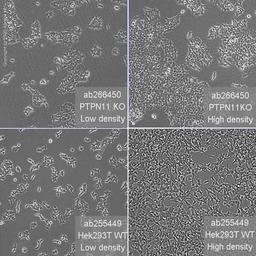 Human PTPN11 (SHP2) knockout HEK293T cell line - Abcam plc - Life Sciences