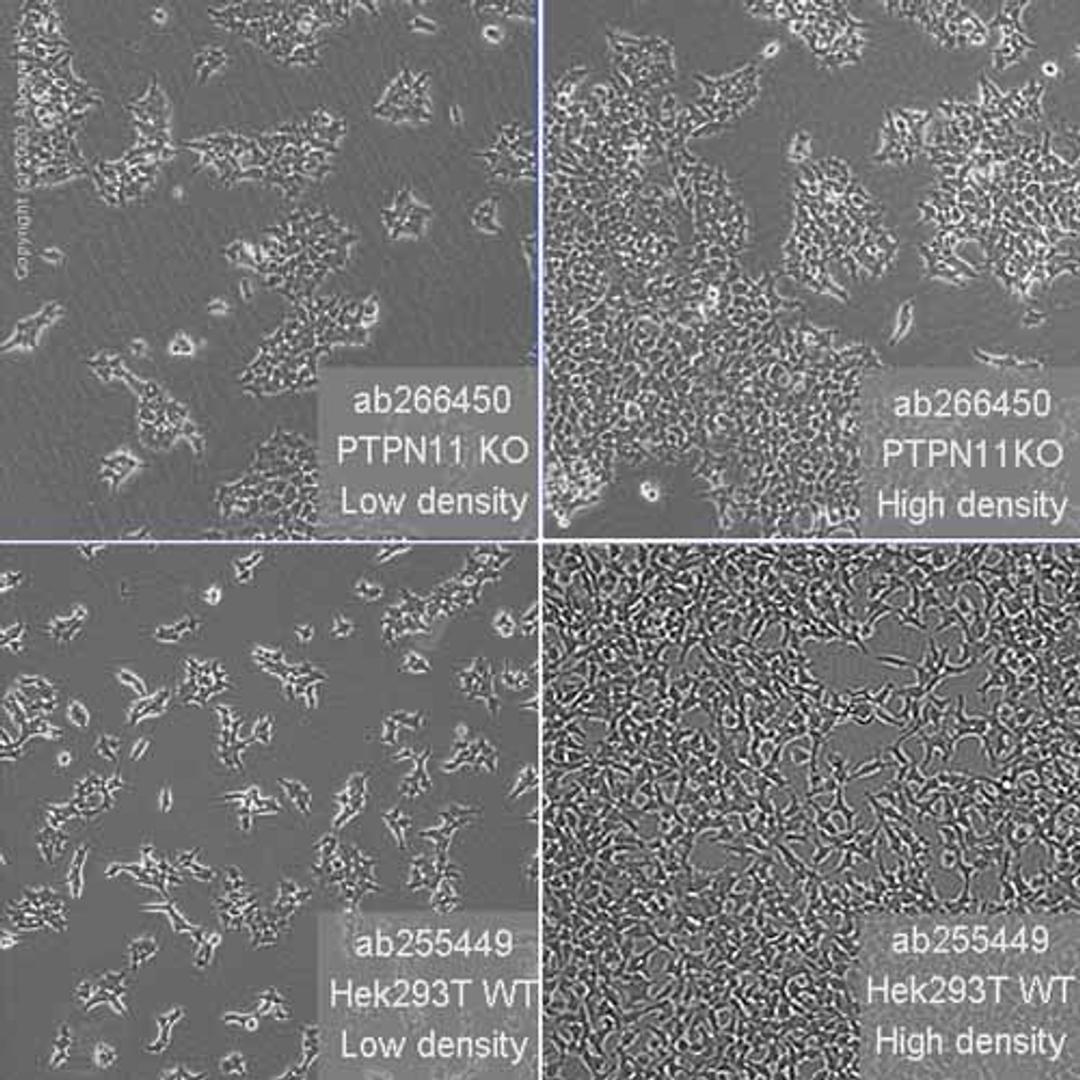 Human PTPN11 (SHP2) knockout HEK293T cell line - Abcam plc - Life Sciences