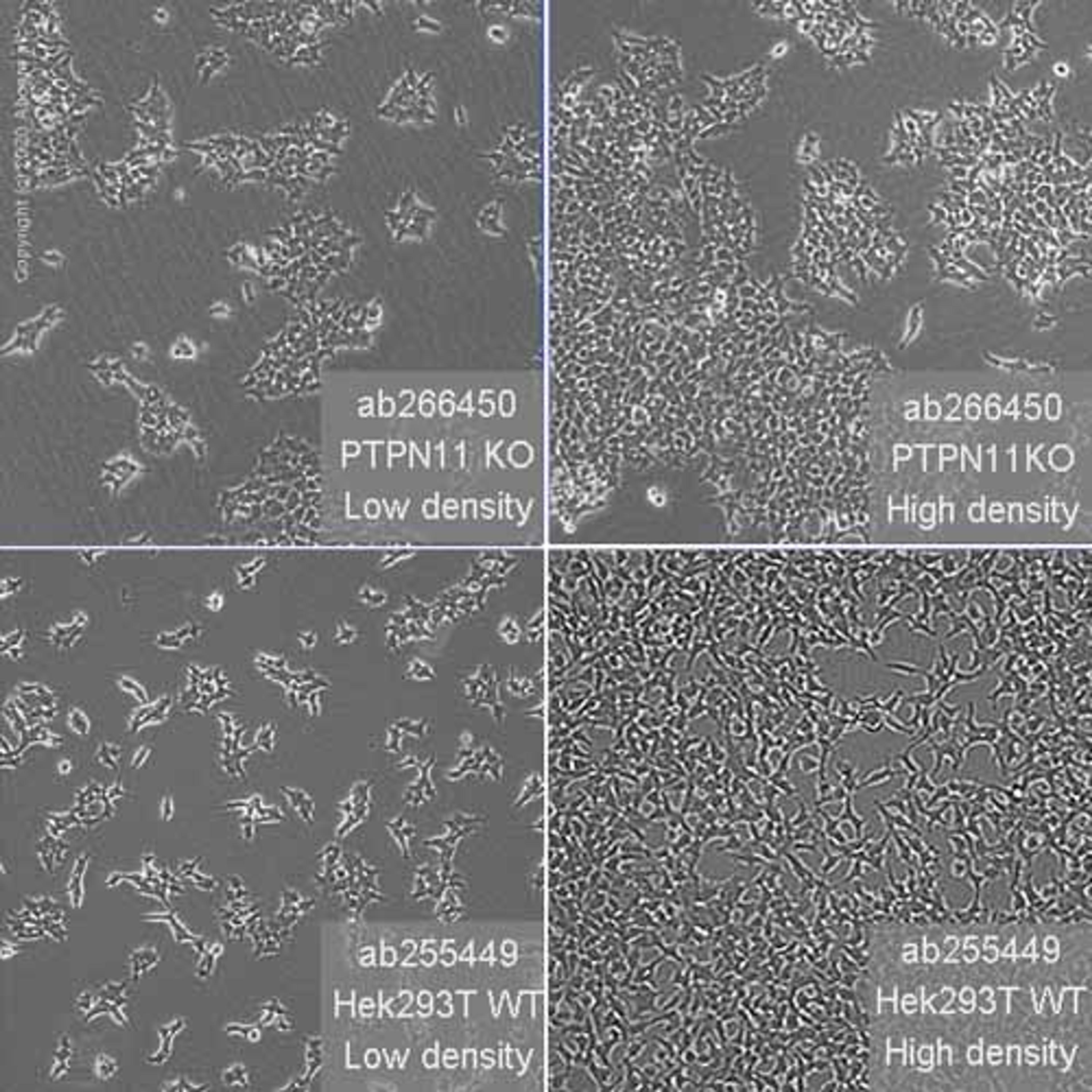 Human PTPN11 (SHP2) knockout HEK293T cell line - Abcam plc - Life Sciences