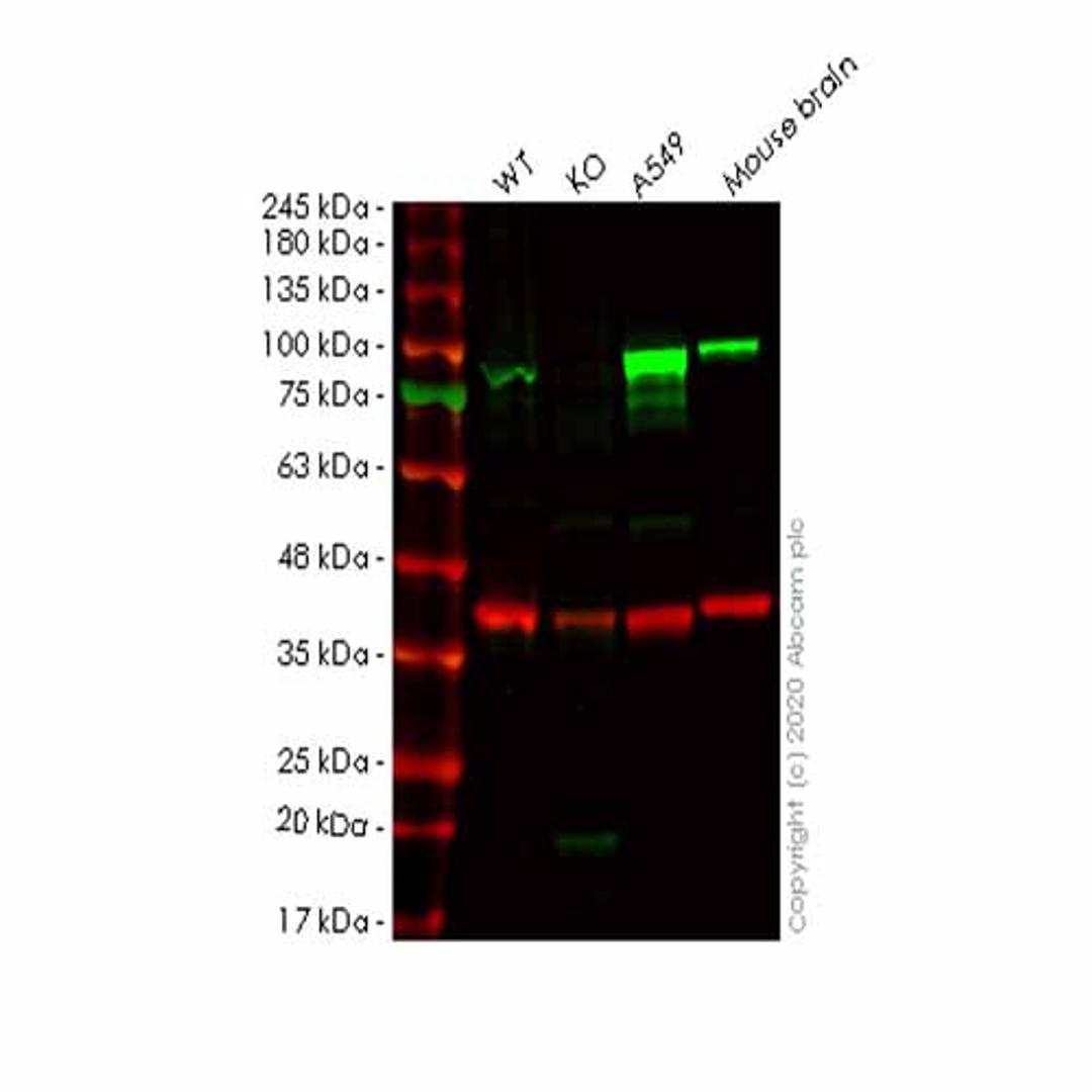 Human PDE4B knockout HeLa cell line - Abcam plc - Life Sciences