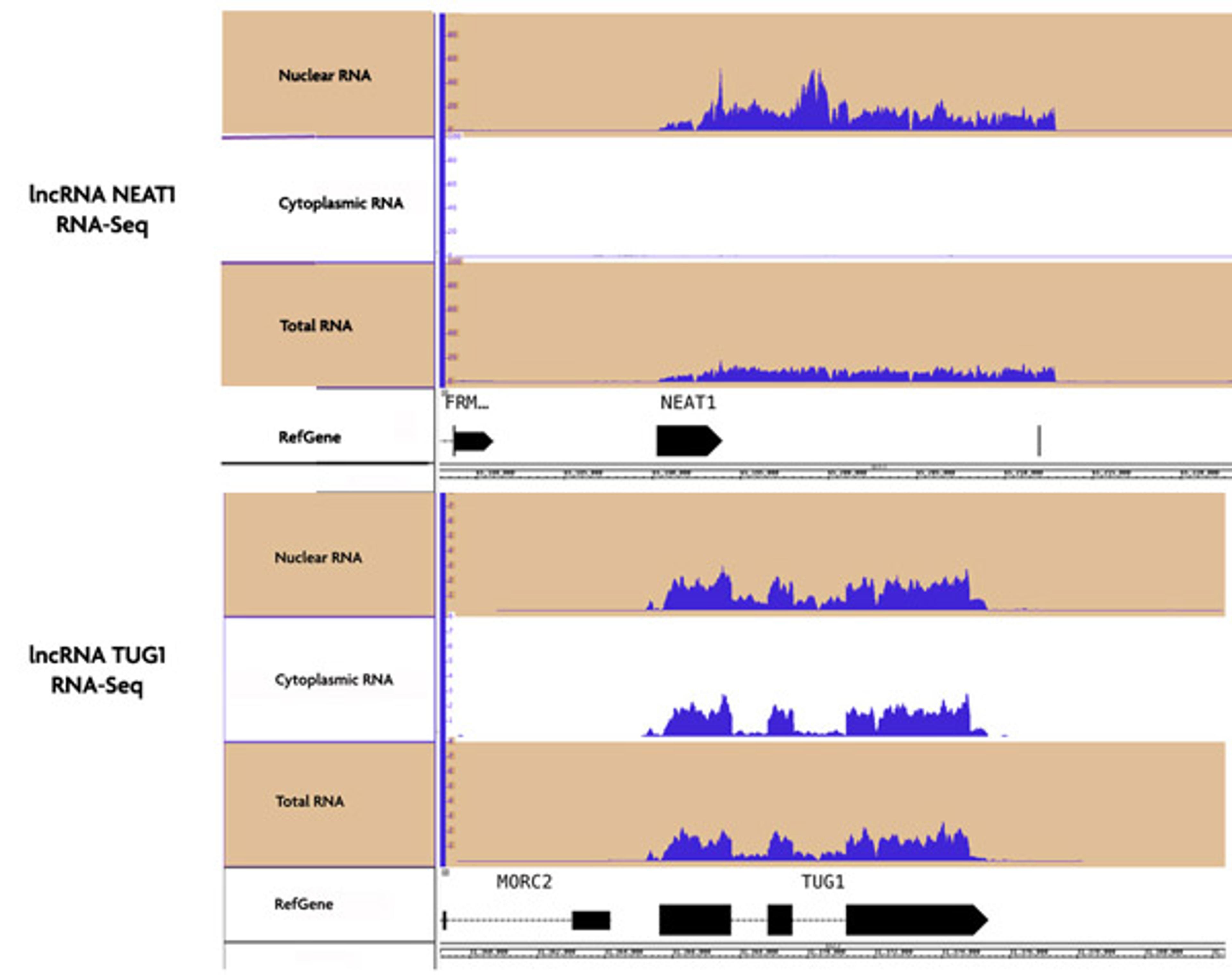 RNA Subcellular Isolation Kit - Active Motif - Life Sciences