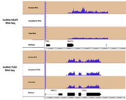 RNA Subcellular Isolation Kit - Active Motif - Life Sciences