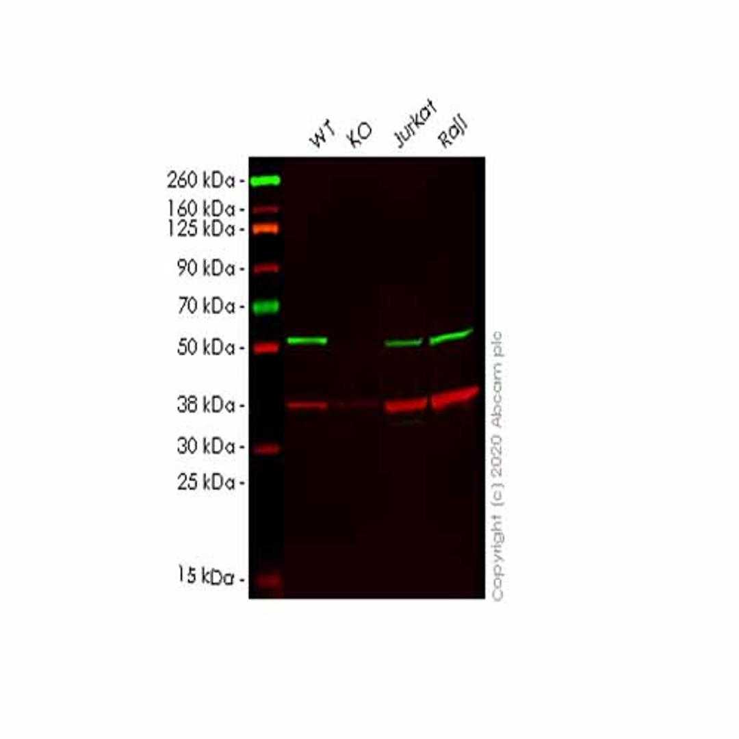 Human ATG4C knockout HEK293T cell line - Abcam plc - Life Sciences