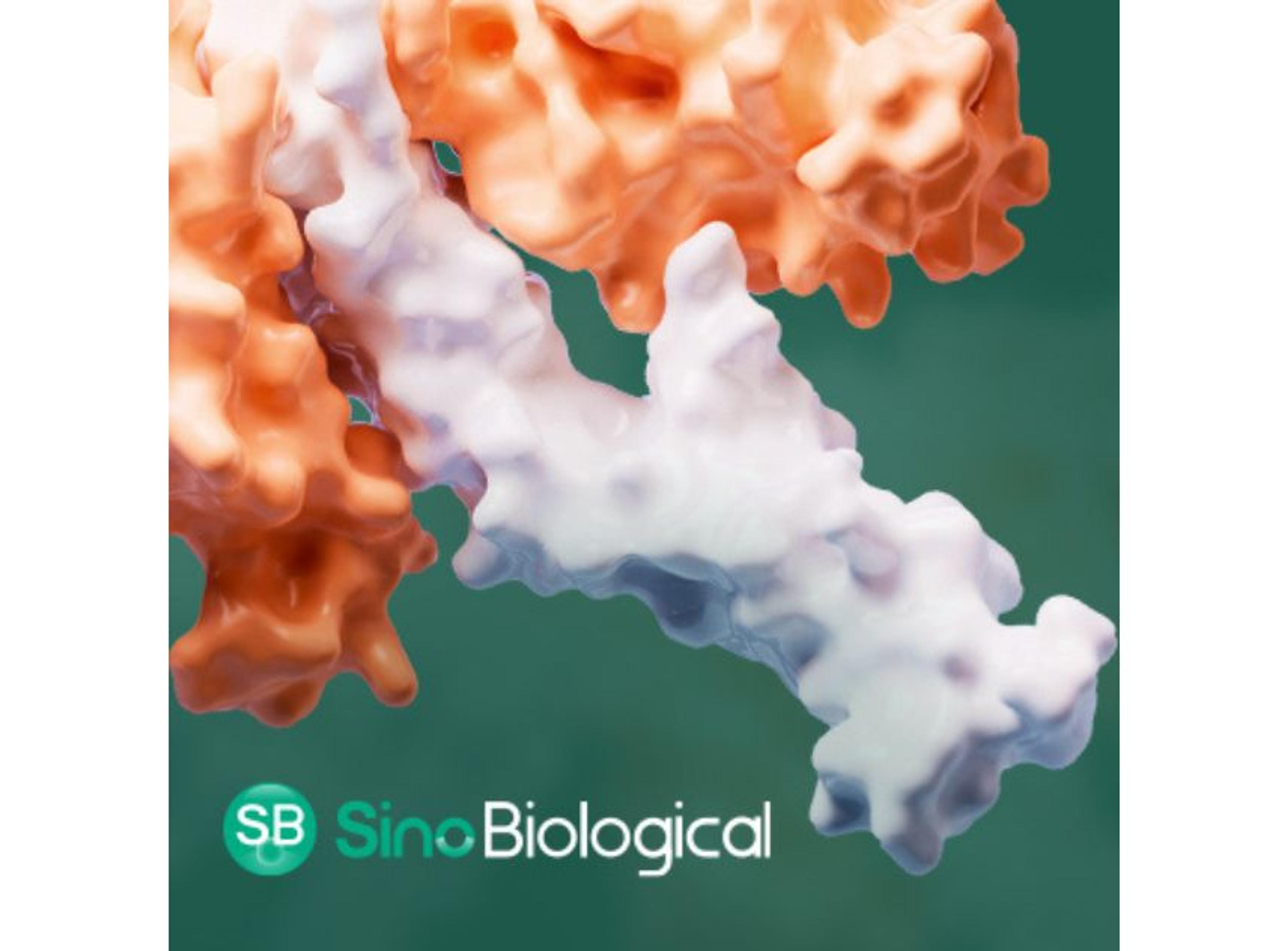 Recombinant FcγR and FcRn Proteins - Sino Biological - Life Sciences