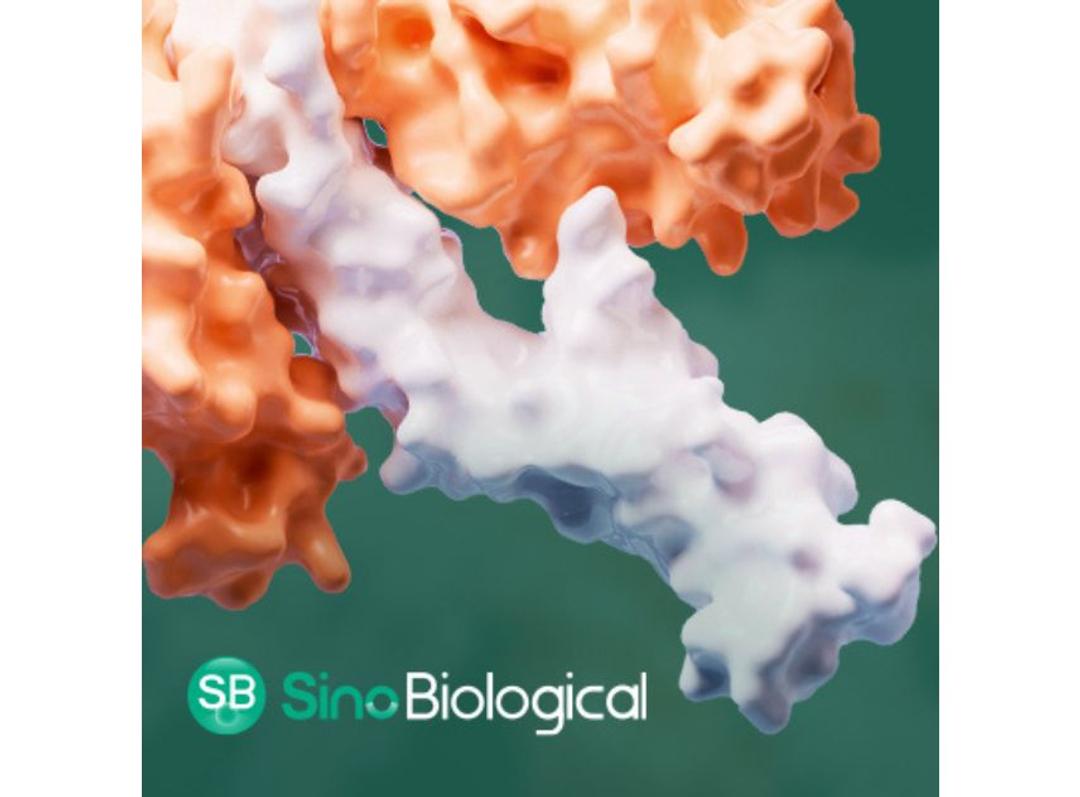 Recombinant FcγR and FcRn Proteins - Sino Biological - Life Sciences